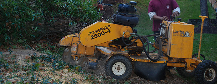 tree removal services