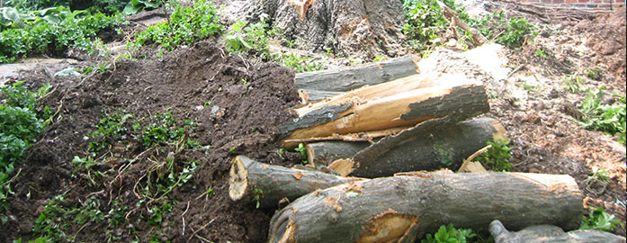tree removal company