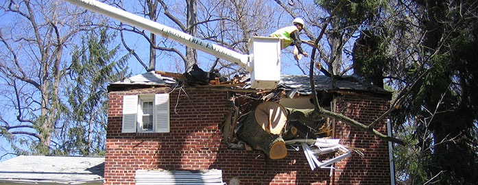 tree removal