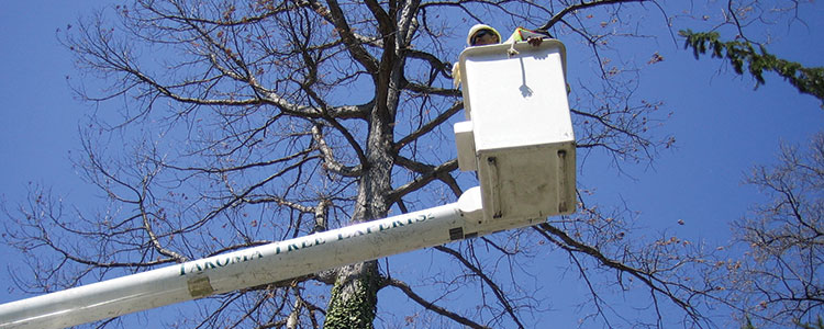tree services