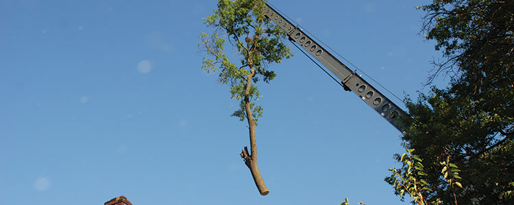 tree services