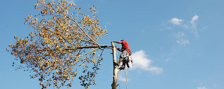 tree trimming and removal services