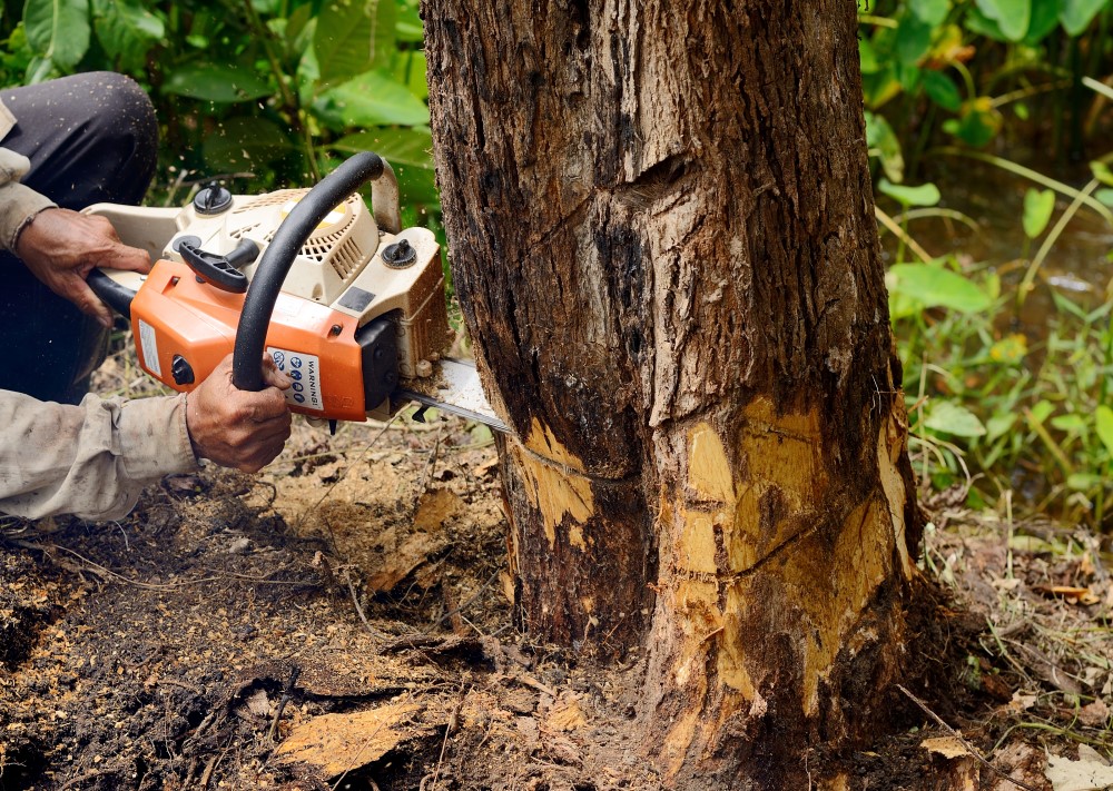 Tree removal MD, DC