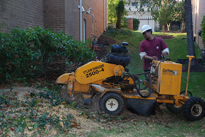 Tree Stump Removal Services