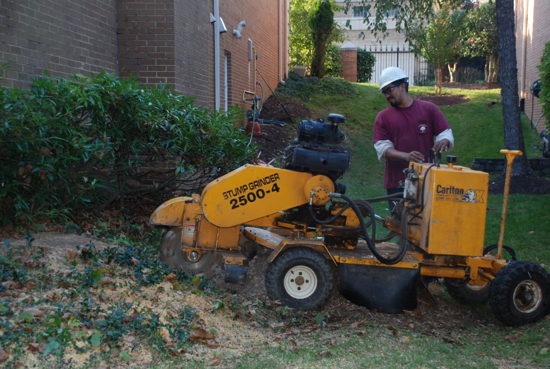 Tree stump removal