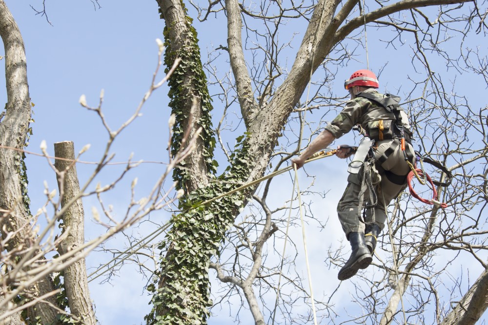 Tree Pruning Services