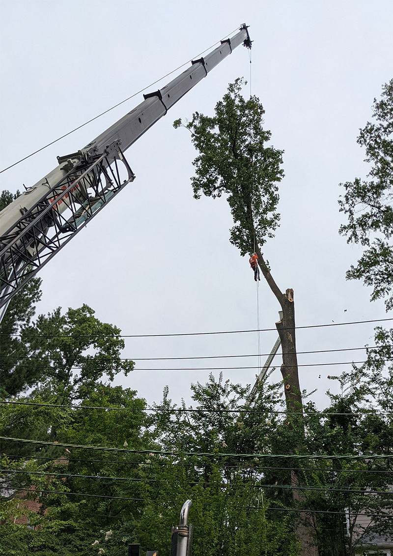 Tree Removal With Crane